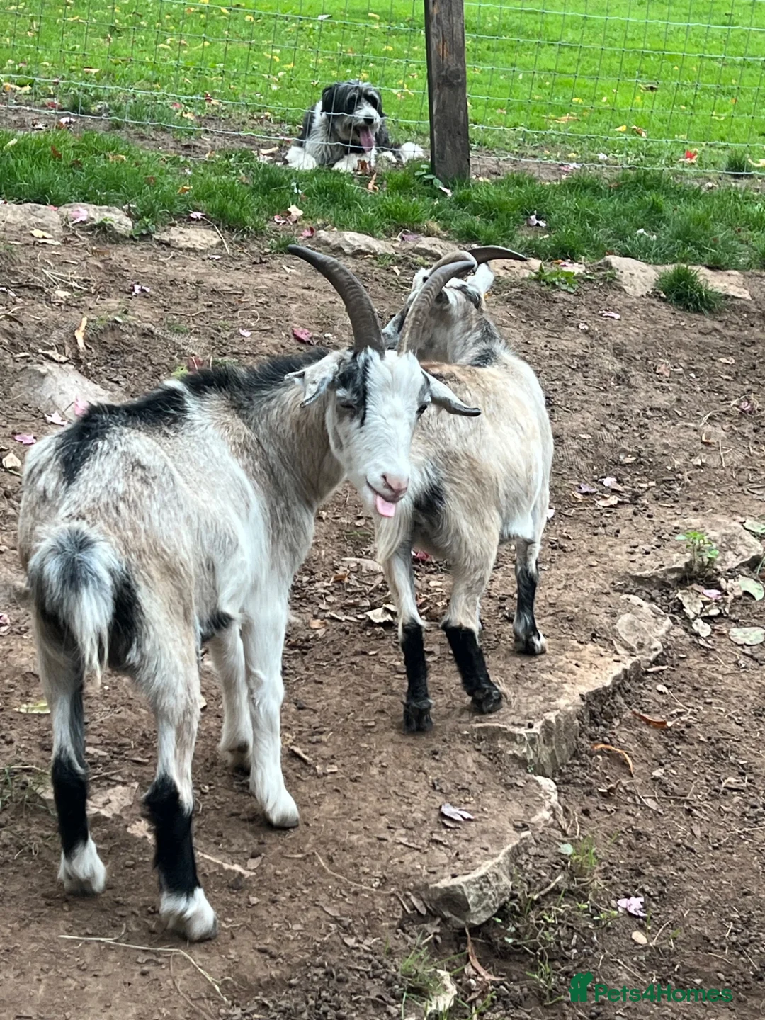 Goats livestock for sale: Wether Pygmy goats  in Bristol - Advert 1