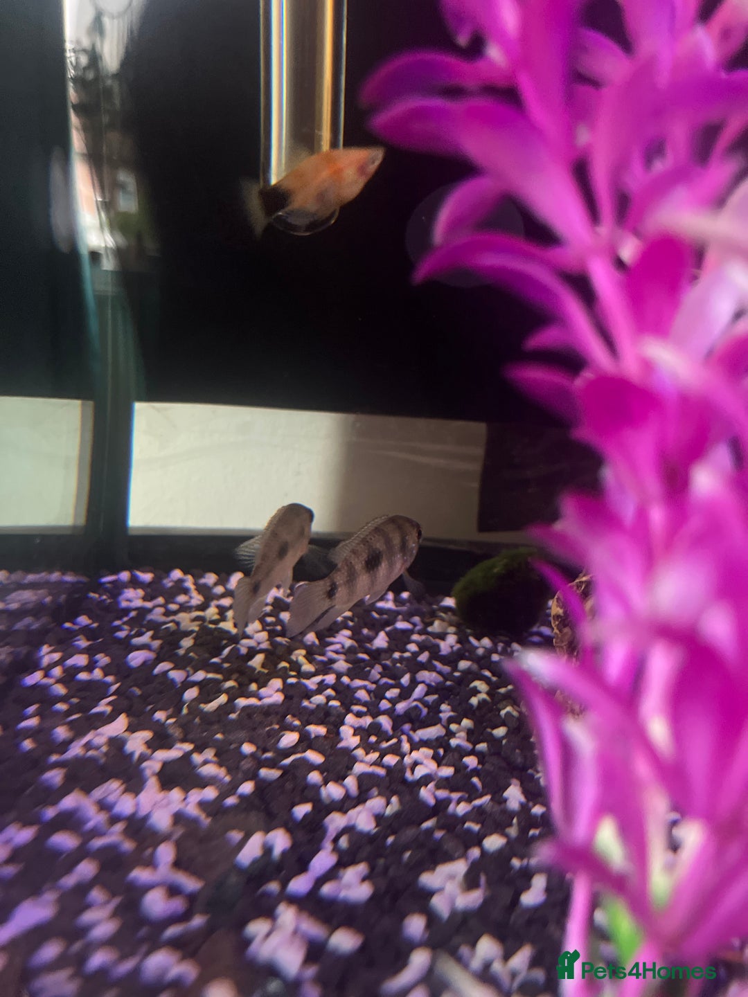 Cichlids fish for sale: Convict Cichlid  - Image 3