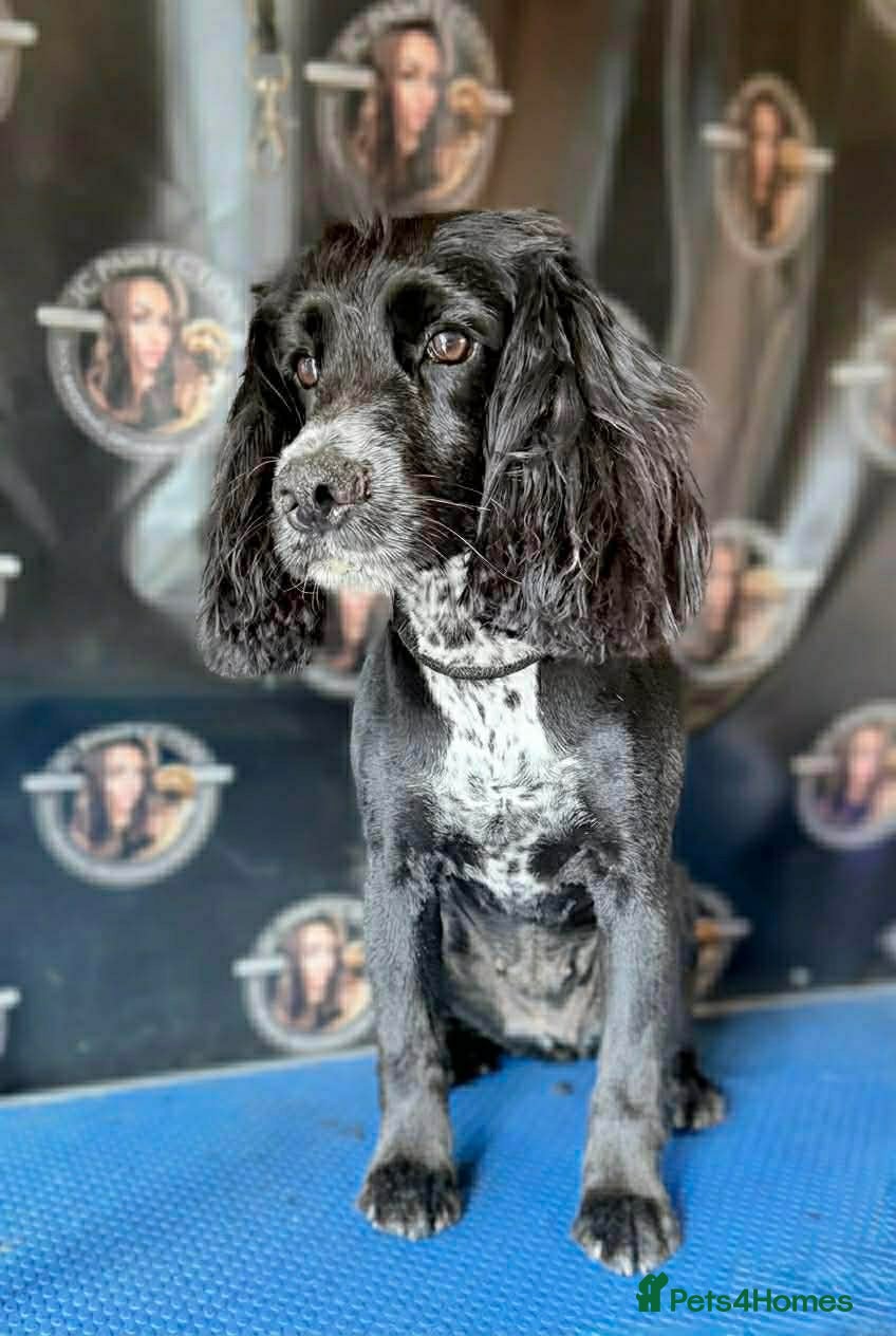 Cocker Spaniel dogs Cocker spaniels 🏠  - Advert 15