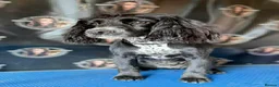 Cocker Spaniel dogs for sale: Cocker spaniels 🏠  - Advert 1