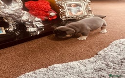 French Bulldog dogs for sale: Stunning French bulldog boy - Image 19