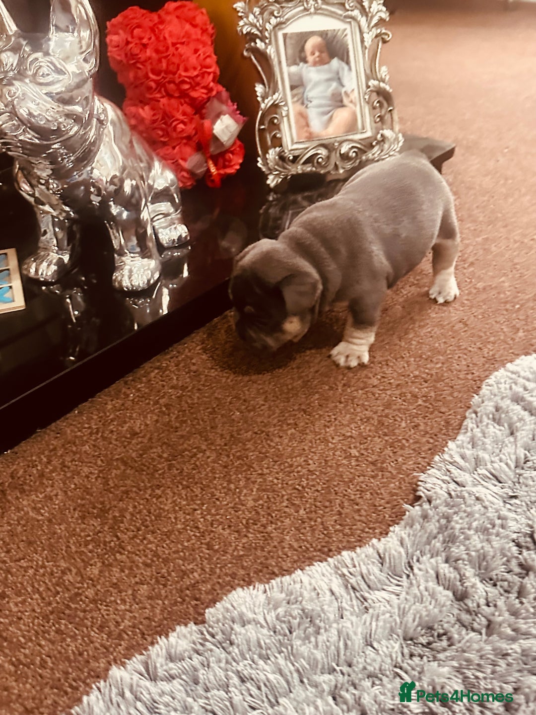 French Bulldog dogs for sale: Stunning French bulldog boy - Image 19