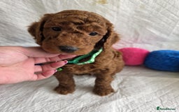 Mini Goldendoodle dogs for sale: 👑Superb Rare Toy/Mini Deepest Red Goldendoodles👑 - Image 20