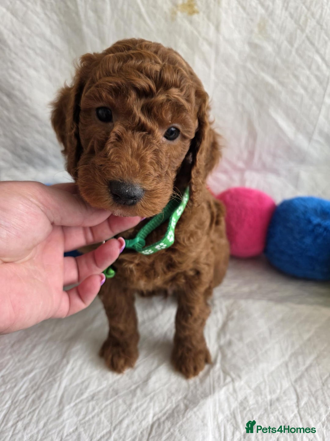 Mini Goldendoodle dogs for sale: 👑Superb Rare Toy/Mini Deepest Red Goldendoodles👑 - Image 20