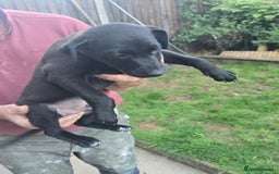 Mixed Breed dogs for sale:  Whippet × Patterdale Dog Pups - Image 15