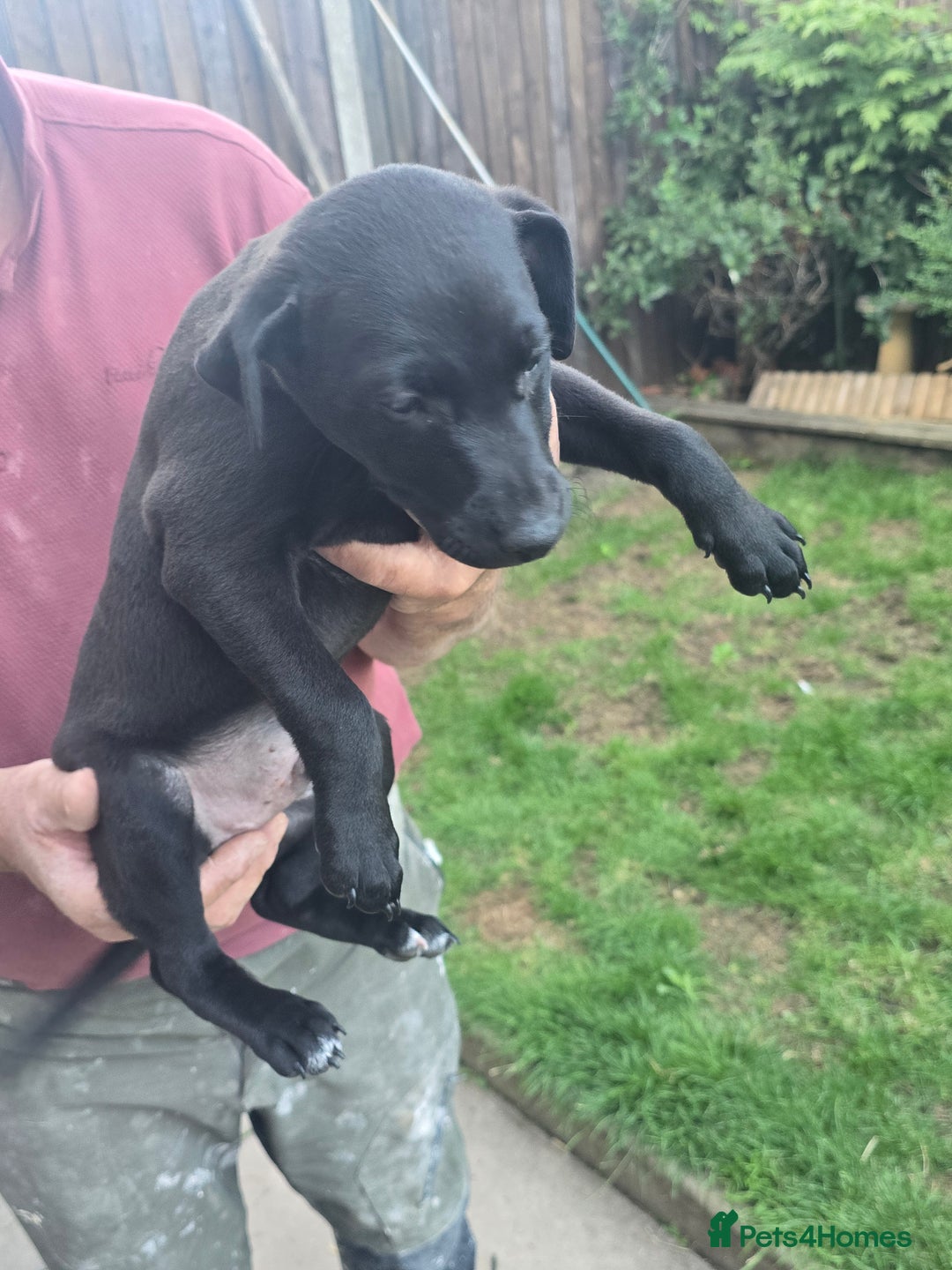 Mixed Breed dogs for sale:  Whippet × Patterdale Dog Pups - Image 15