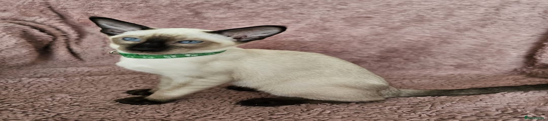 Seal point boy