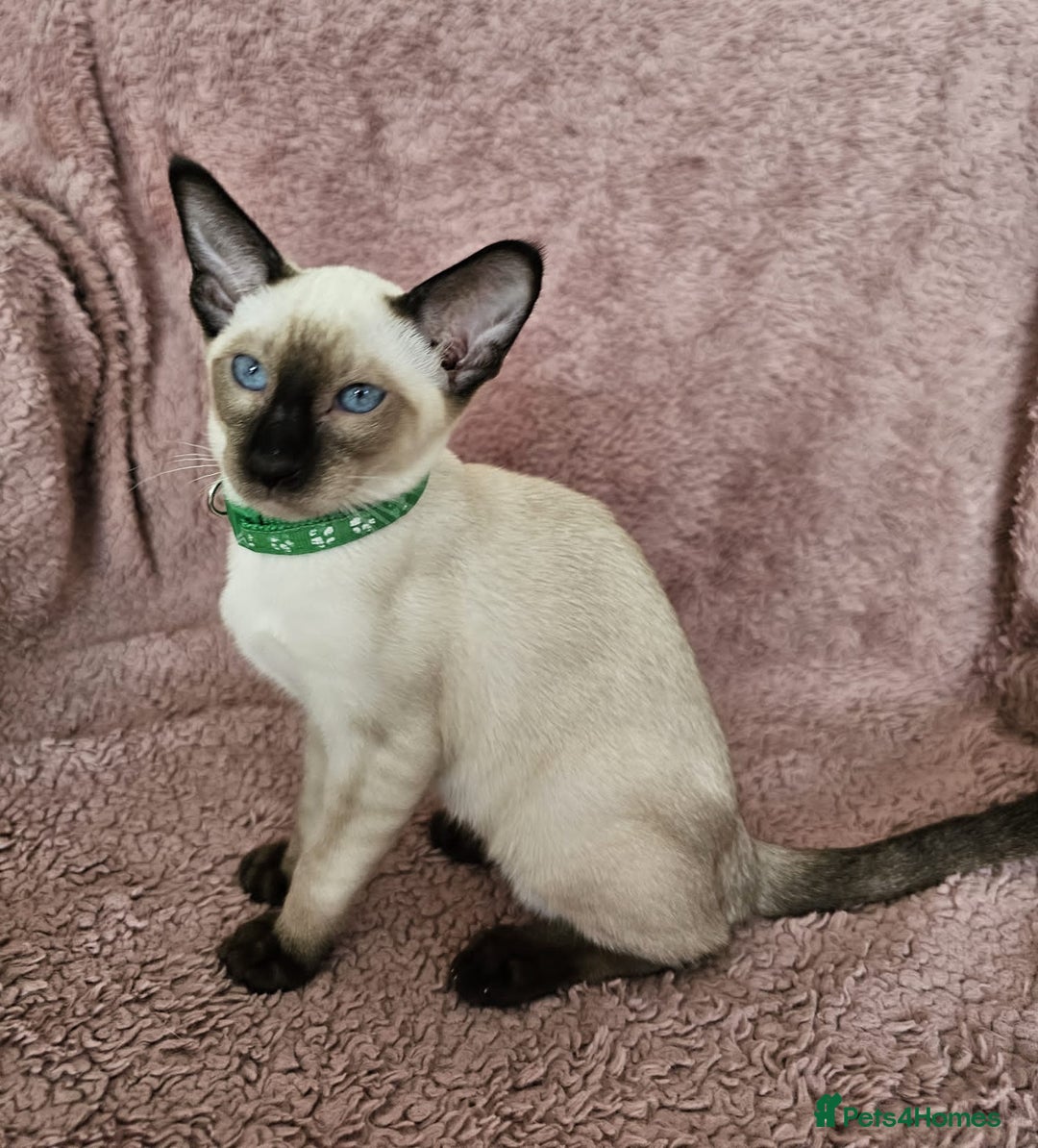 Siamese cats for sale: Adorable Siamese kittens ready to leave - Image 10