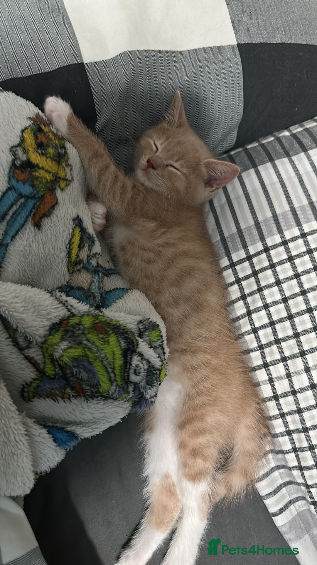 Mixed Breed cats for sale: Male kitten for sale  - Image 2