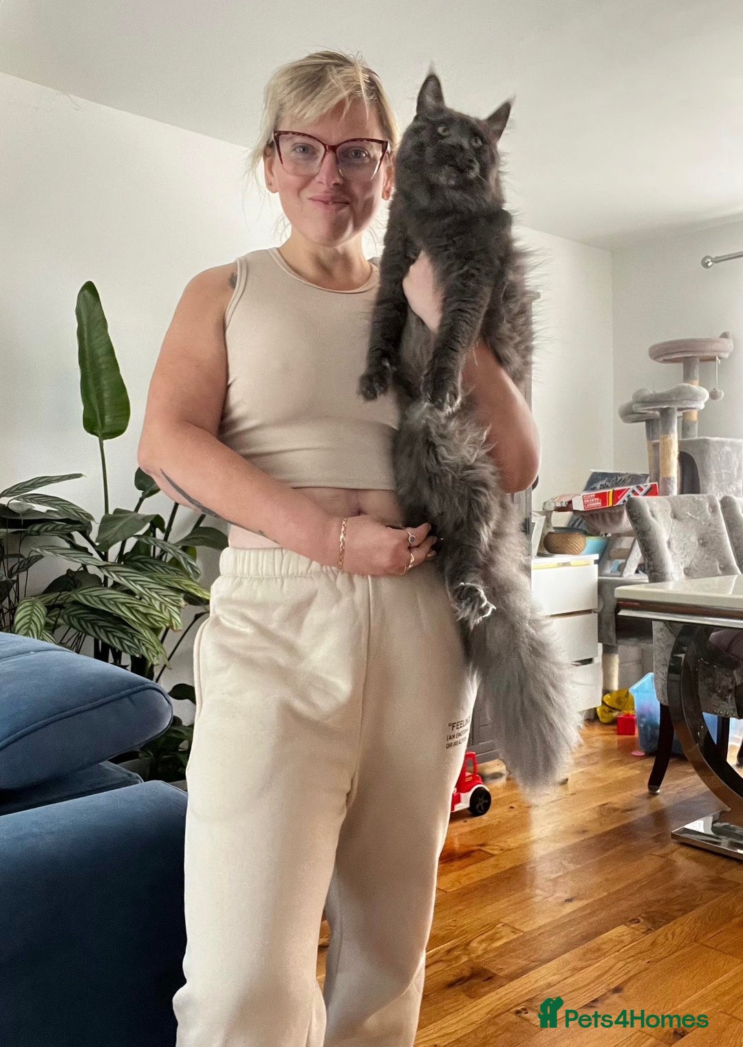 Maine Coon cats for sale: Maine coon kittens blue silver smoke rare colours - Advert 5