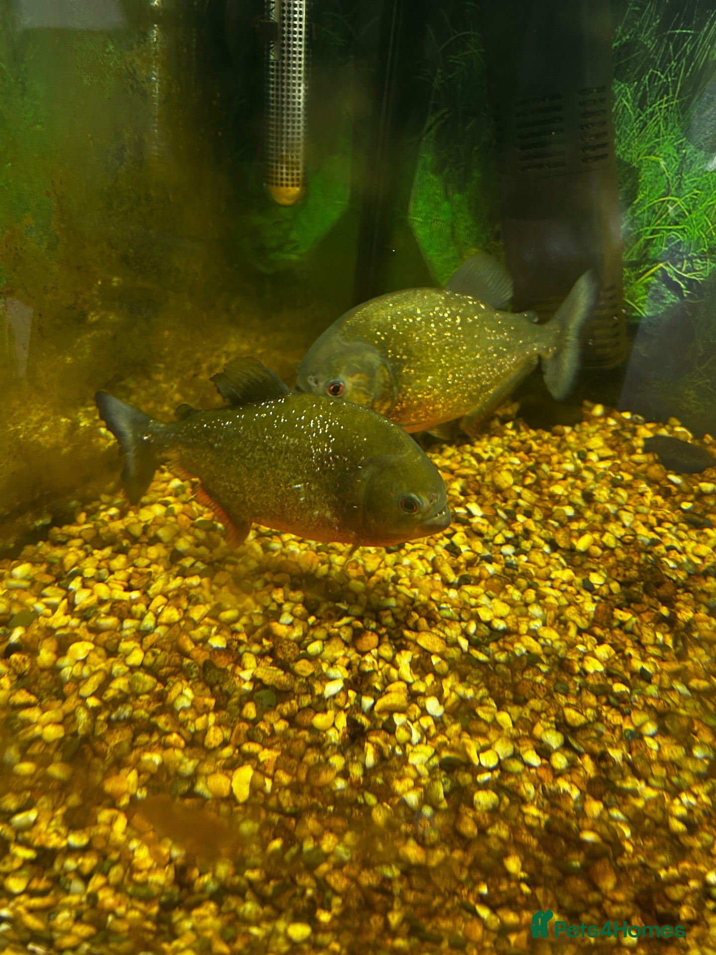 Piranhas fish Pair of piranhas and tank for sale  - Advert 4