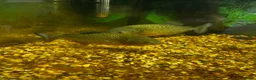 Piranhas fish for sale: Pair of piranhas and tank for sale  - Advert 1