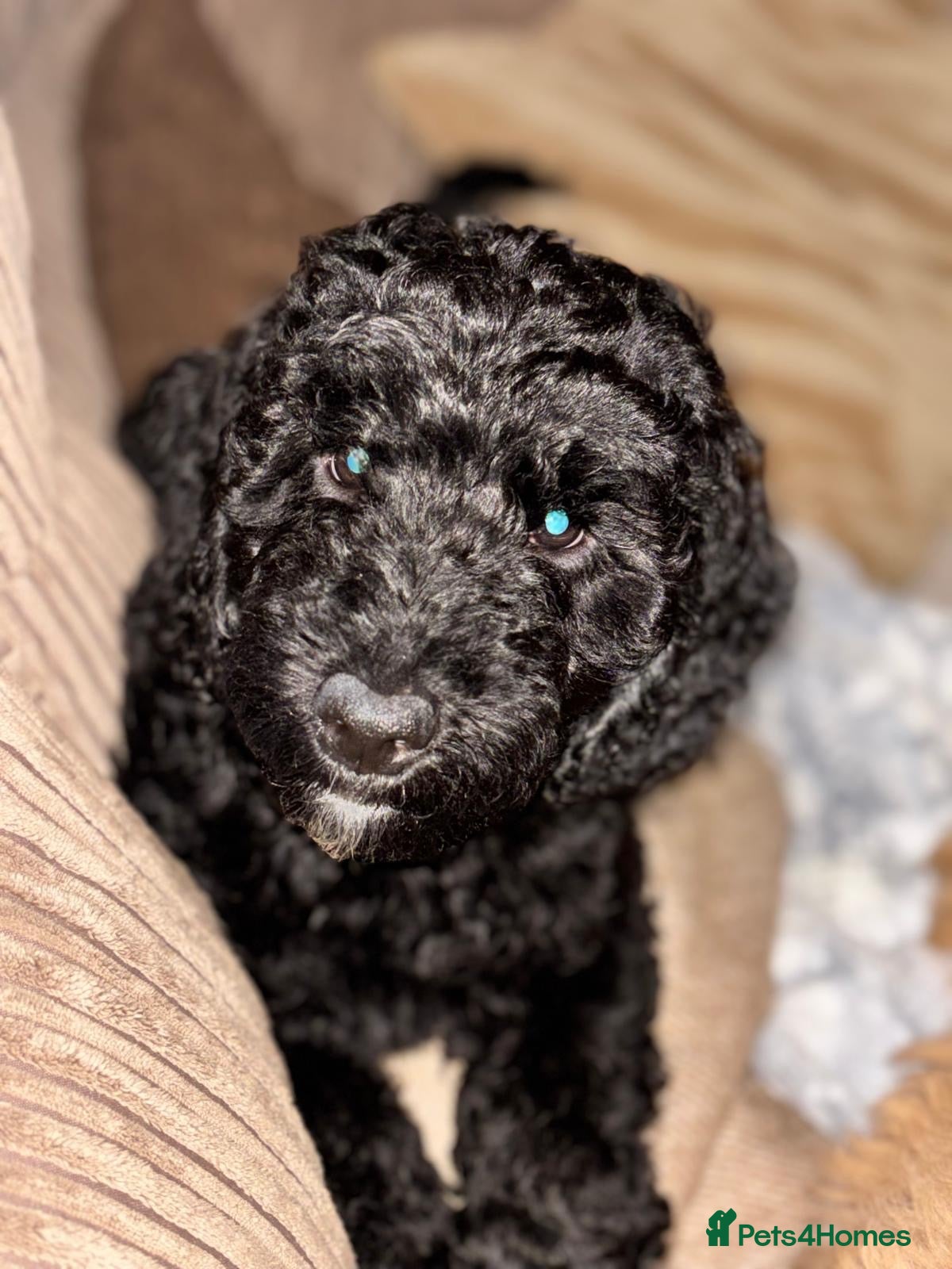 Goldendoodle dogs for sale: Goldendoodle puppies ready to leave ( 1 girl left) - Advert 10