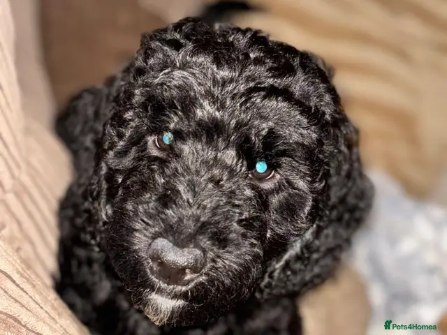 Goldendoodle dogs for sale: Goldendoodle puppies ready to leave ( 1 girl left) - Advert 10