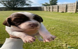 English Springer Spaniel dogs for sale: Springer spaniel puppies for sale  - Image 24