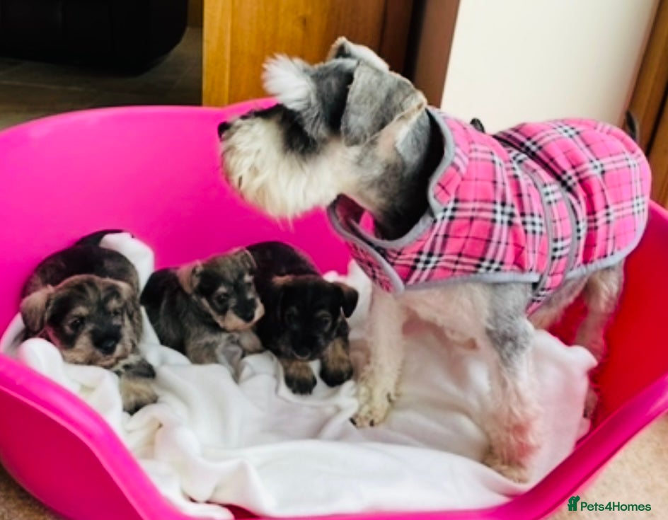 Miniature Schnauzer dogs KC reg & health tested miniature schnauzer pups  - Advert 15