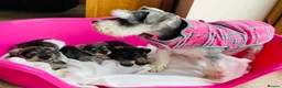 Miniature Schnauzer dogs for sale: KC reg & health tested miniature schnauzer pups  - Advert 1