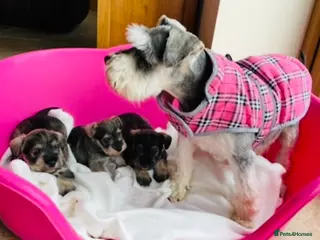 Miniature Schnauzer dogs KC reg & health tested miniature schnauzer pups - Advert 15