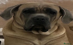 Cane Corso dogs for sale: Beautiful Cane Corso puppies  - Image 8