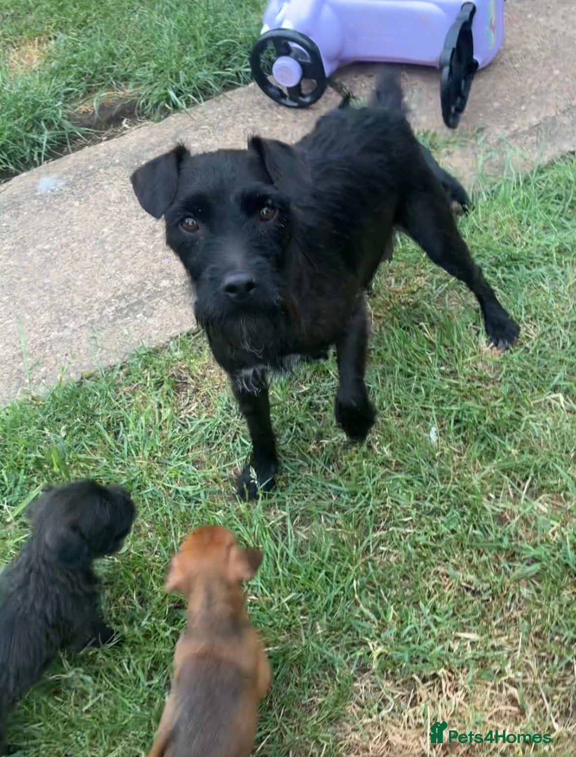 Mixed Breed dogs Black female LakelandPatterdale terrier - Advert 1