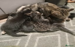 Mixed Breed cats for sale: little kittens  - Image 1