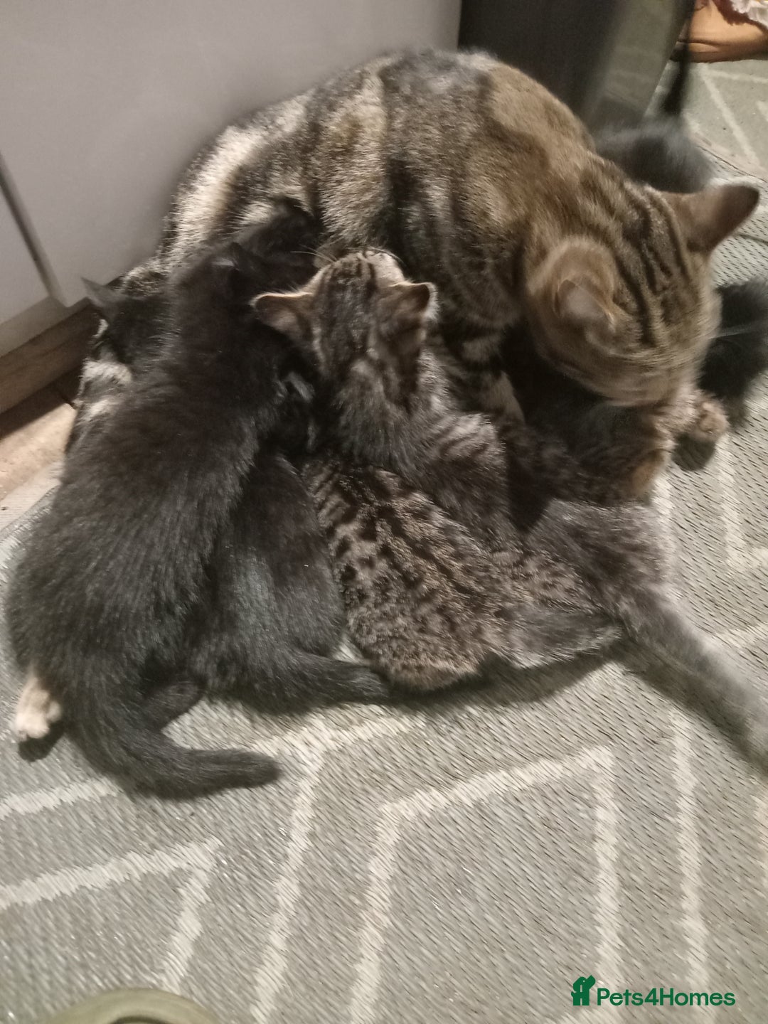 Mixed Breed cats for sale: little kittens  - Image 1