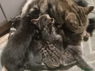 Mixed Breed cats - Advert 5