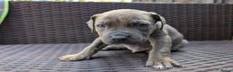 Mixed Breed dogs for sale: Alapaha blue blood bulldog cross staffy puppies  - Advert 9