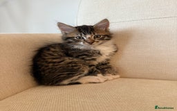 Maine Coon cats for sale: Tabby Kittens  - Image 4