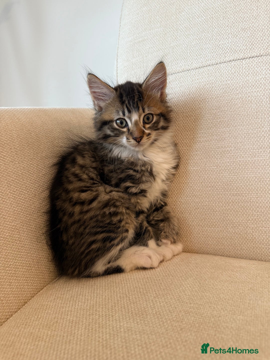 Maine Coon cats for sale: Tabby Kittens  - Image 4