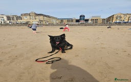 German Shepherd dogs for sale: KC Czech GSD  - Image 10