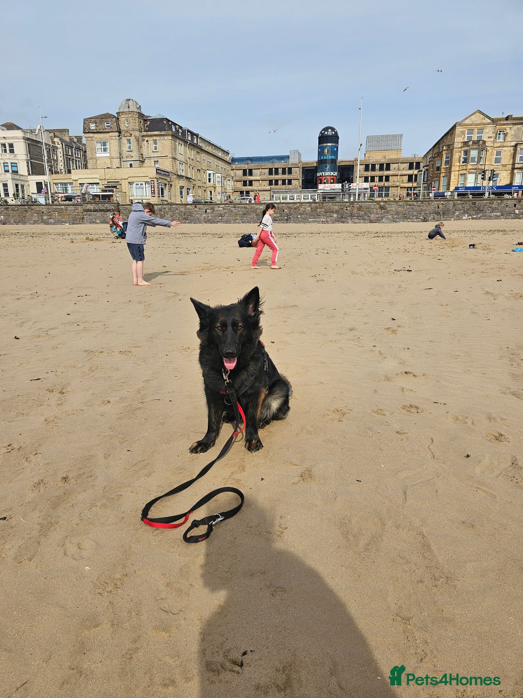 German Shepherd dogs for sale: KC Czech GSD  - Image 10