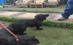 Cocker Spaniel dogs for sale: Lovely short legged black cocker spaniel puppy - Image 7