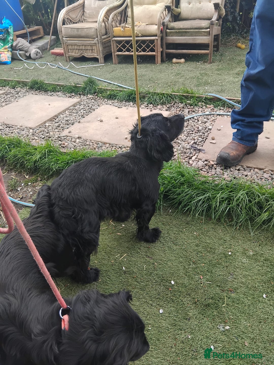 Cocker Spaniel dogs for sale: Lovely short legged black cocker spaniel puppy - Image 7