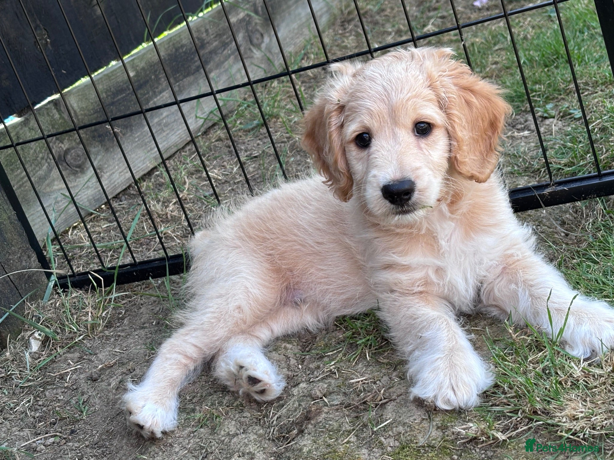 Cockapoo dogs Cockerpoo F1b puppies Ready now one boy left  - Advert 2