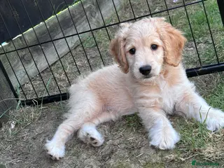 Cockapoo dogs Cockerpoo F1b puppies Ready now one boy left - Advert 2