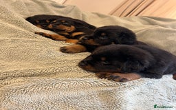 Rottweiler dogs for sale: Rottweiler Puppies  - Image 6