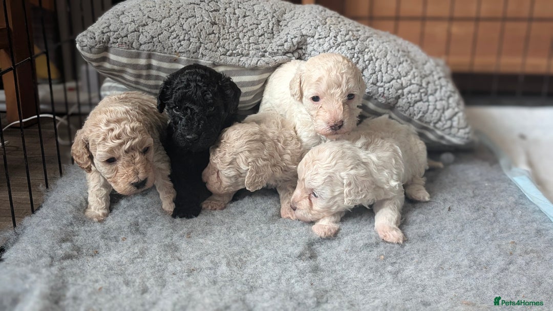Toy Poodle dogs for sale: Toy poodles Genetic health tested  - Image 16