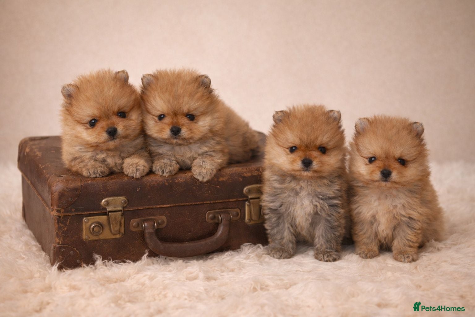 Pomeranian dogs Boys left 🩵 ready for reserve 💕  - Advert 1