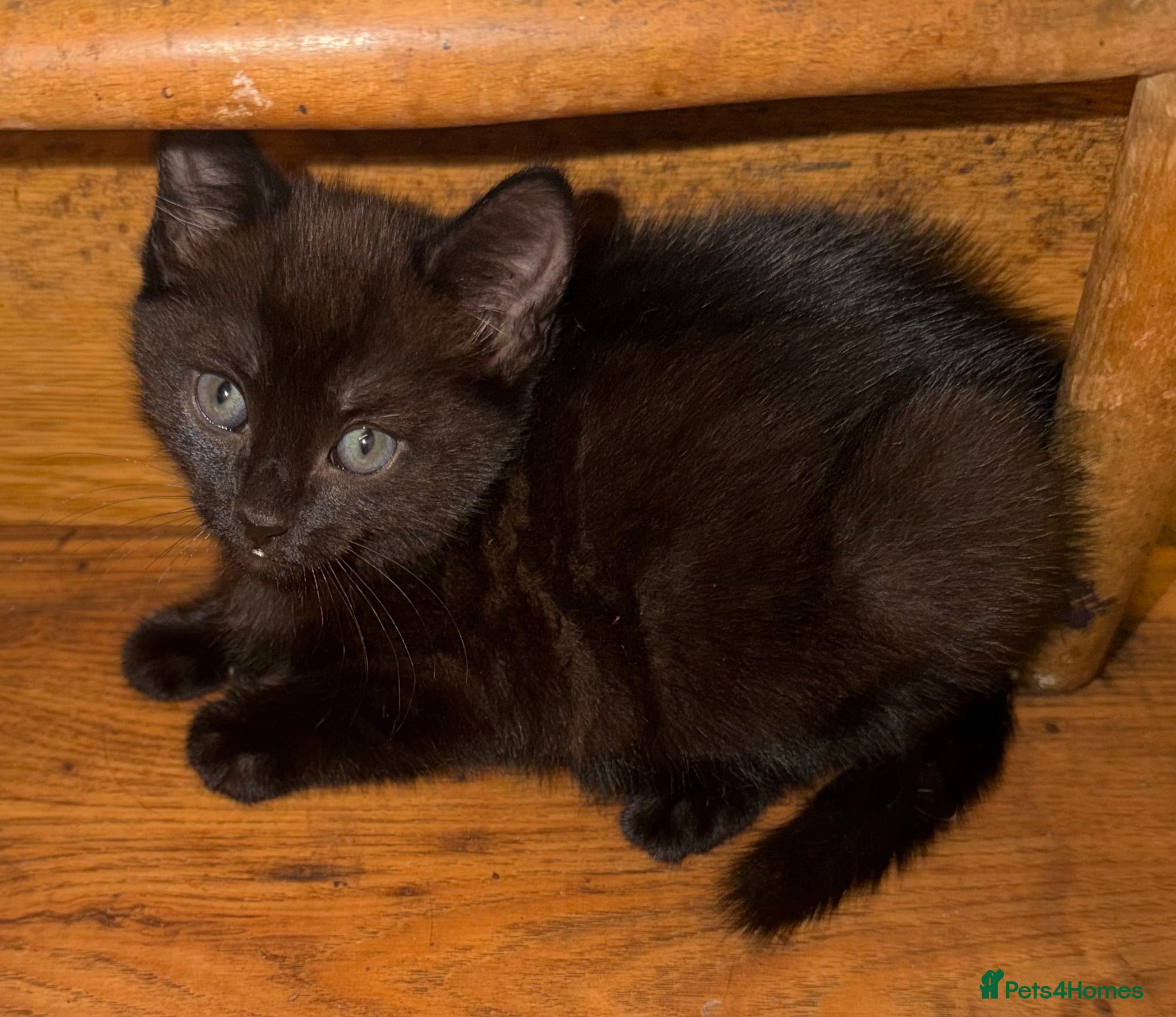 Mixed Breed cats Kittens - Advert 11