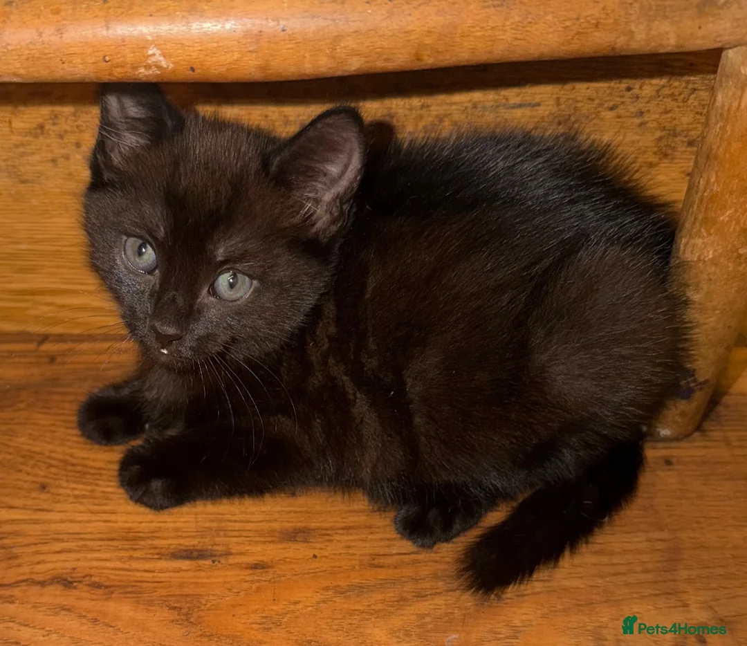 Mixed Breed cats for sale: Kittens in Sidcup - Advert 1