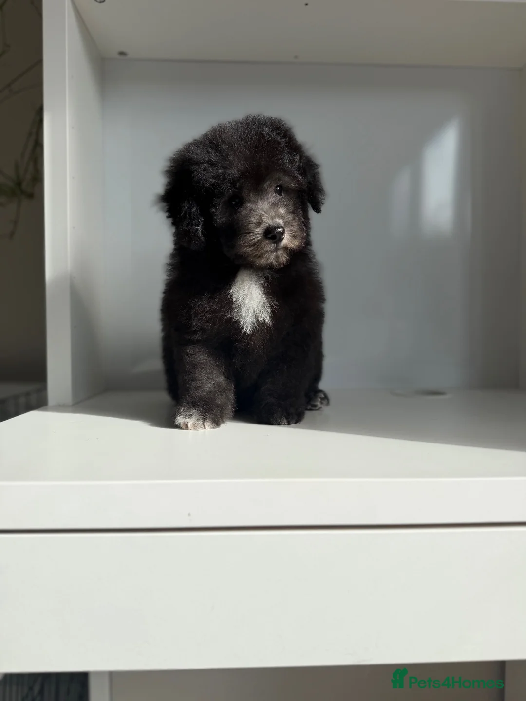 Poochon dogs for sale: Beautiful silver health tested Poochon  - Advert 2
