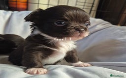 Chihuahua dogs for sale: 4 KC CHIHUAHUA GIRLS  - Image 2
