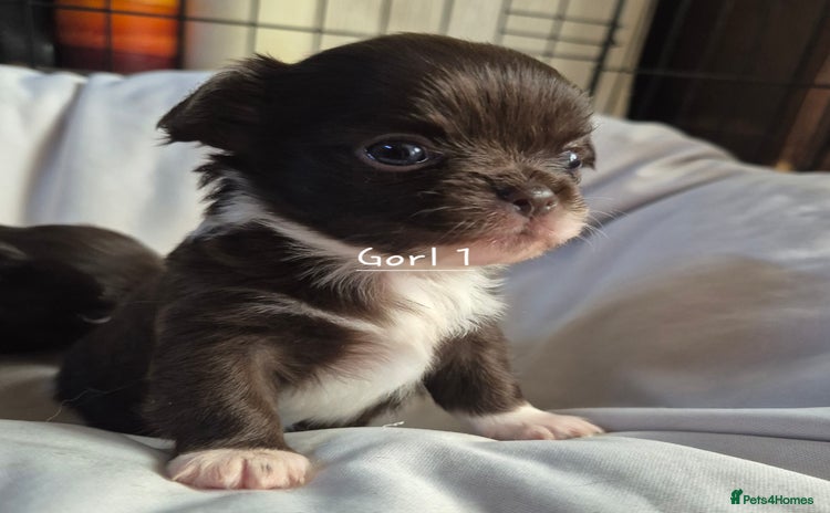 Chihuahua dogs - Advert 2