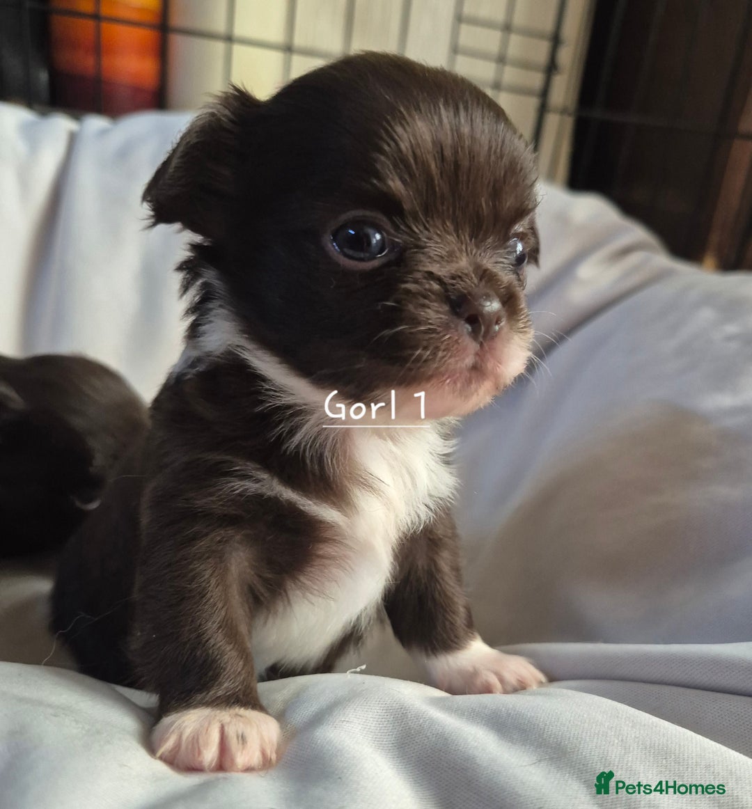 Chihuahua dogs for sale: 4 KC CHIHUAHUA GIRLS  - Image 2