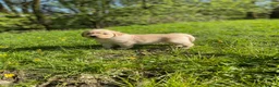 Golden Retriever dogs for sale: 🐾 Truly special KC Puppies in Builth Wells - Advert 9
