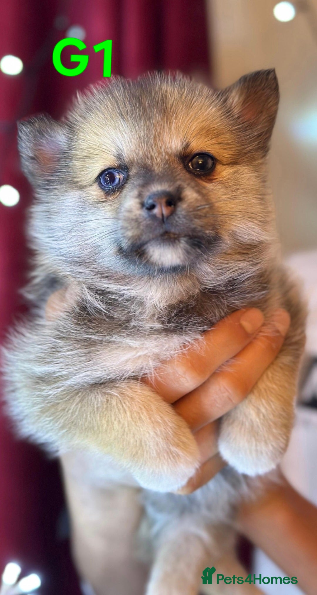 Pomsky dogs for sale: Blue Eyed F4 Toy Pomskies - Advert 21
