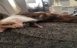 Domestic Shorthair cats for sale: Are you Bambis forever home? - Image 4