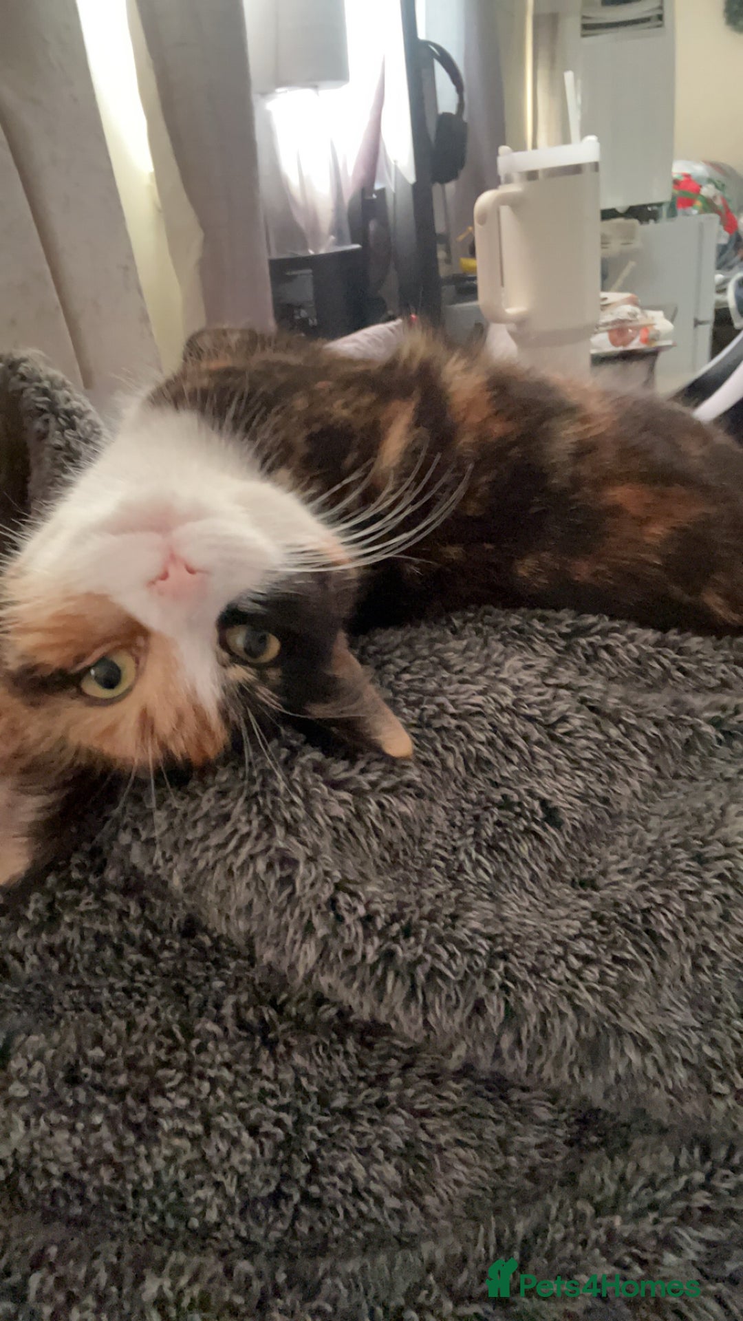 Domestic Shorthair cats for sale: Are you Bambis forever home? - Image 4