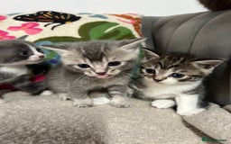 British Shorthair cats for sale: British shorthair mix kittens open to offers - Image 7